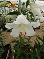 [4117 Polar DJ No02.JPG]